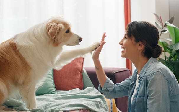 A woman is seated on the floor next to her sofa. Her dog is seated on the couch and the dog and woman are giving each other a high five